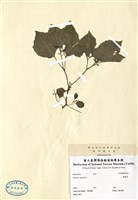 藏品(燈籠草)的圖片